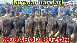 Xojabod chorva mol bozori buqalar narxlari апреля 2024 г.