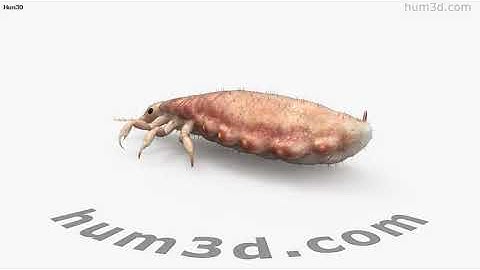 Head Louse 3D model by 3DModels.org