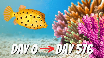 We Created a Giant Coral Reef and So Many Creatures Came