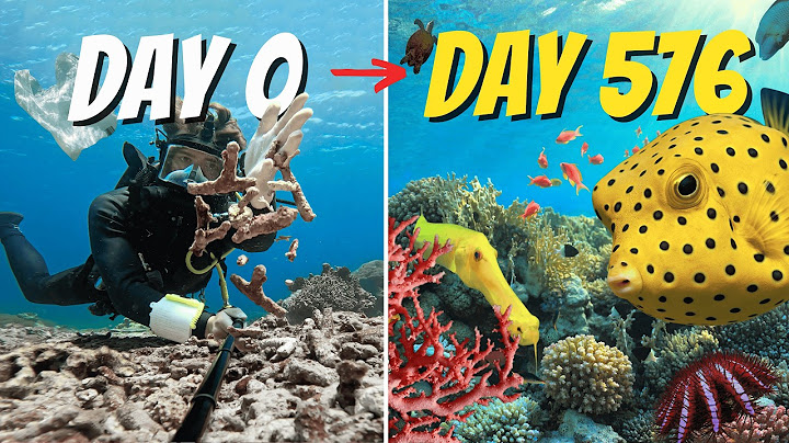 We Created a Giant Coral Reef and So Many Creatures Came