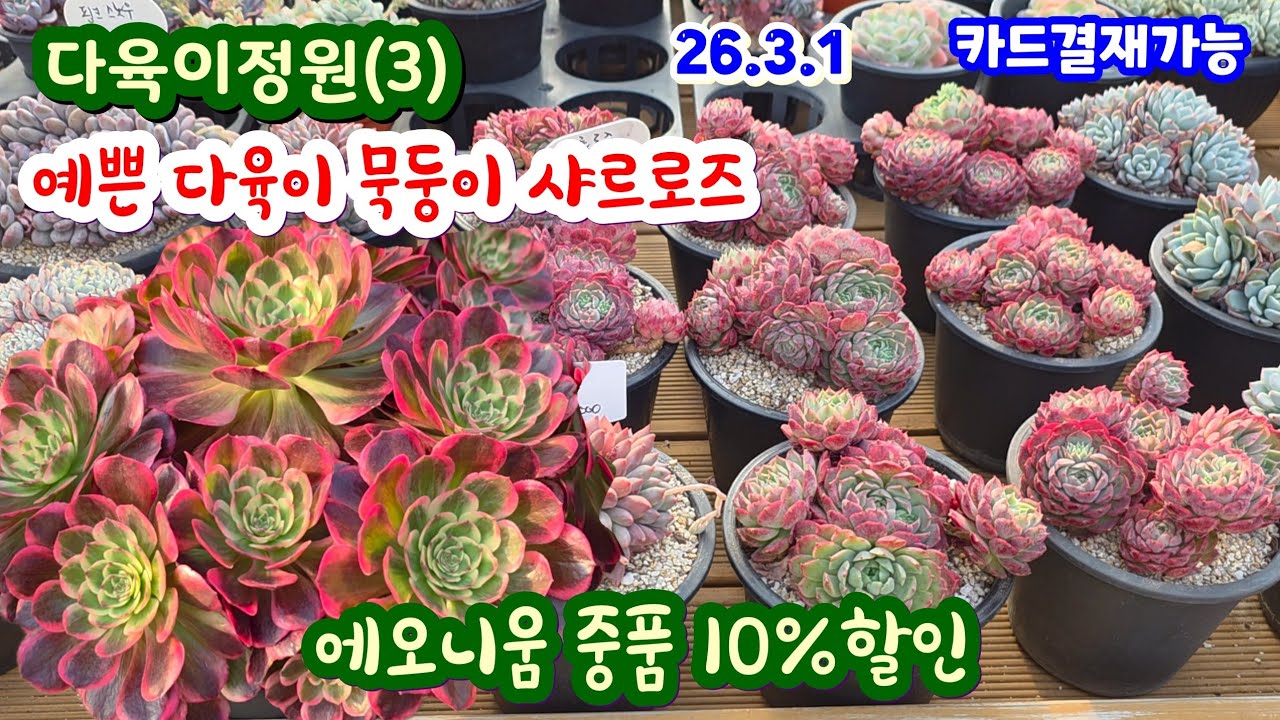 다육이정원(3) 예쁜 다육이 5,000 ~ 묵둥이 샤를로즈 에오니움 중품 10%할인
