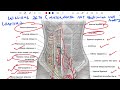 Anterior Abdominal Wall surgical Anatomy/blood supply/nerve supply/applied Anatomy/Williams chapter2