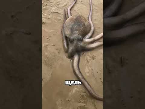 Как ты пролез в такую узкую щель? 🐙😲 #животные