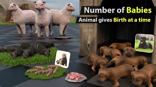 Animal birth comparison | which animal give most birth?