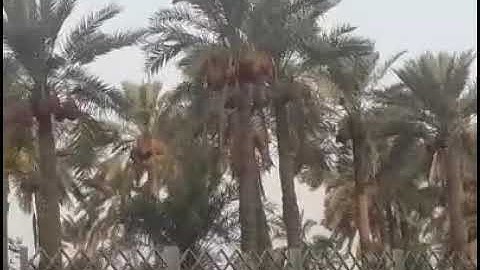 من سورة ق { والنَّخلَ باسِقاتٍ لها طلعٌ نضيد }