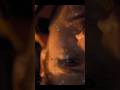 project of hail mary 🎬