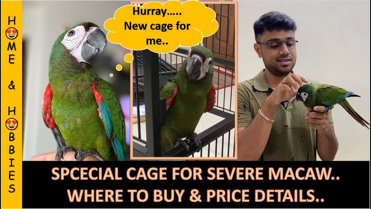 Unboxing special cage for severe macaw Where to buy cage & price