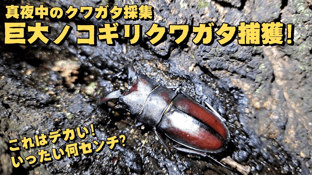 真夜中のクワガタ採集で巨大ノコギリクワガタ捕ったで～ - YouTube