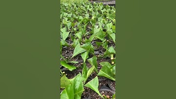 Thumbnail of pembibitan kopi#kopi #kopiindonesia #bibit #petanimilenial #petanimuda #kopibrazil