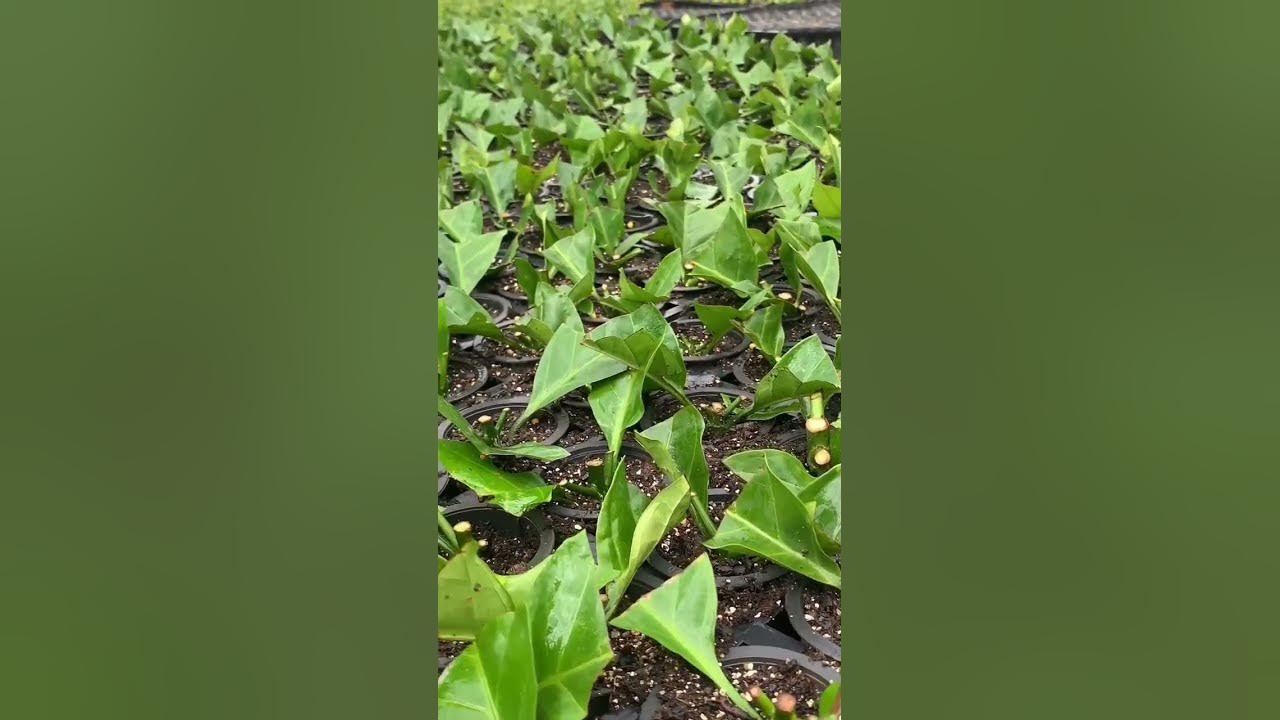 pembibitan kopi#kopi #kopiindonesia #bibit #petanimilenial #petanimuda #kopibrazil