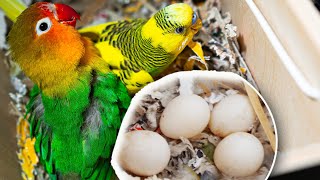Can a LoveBird Breed with a Budgie ?! | * Is it gonna Work ? *