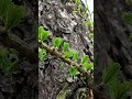 Пробуждающаяся лиственница в Павловском парке. 🌿