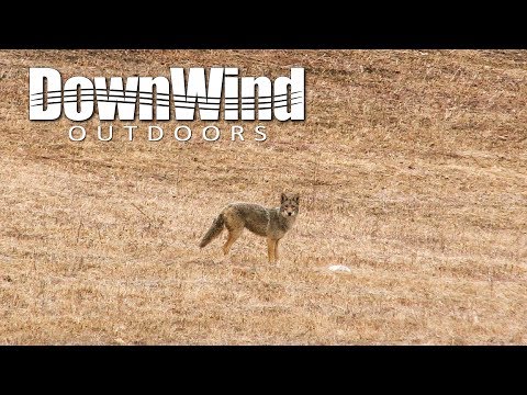 Eastern Coyote Hunting: Look In His Eye (DownWind Outdoors)