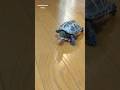 急ブレーキ搭載のスケボー亀【Equipped with sudden brake! skateboard turtle】