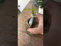 How to make a fairy potion 🍄