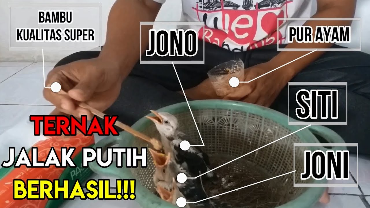 SUPER!!! ANAKAN PERTAMA TERNAK JALAK PUTIH 