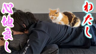 飼い主の背中の上は居心地が良い【三毛猫まりも】