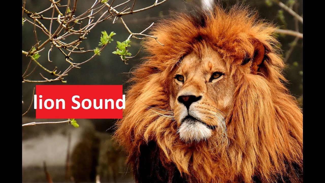 Wild Animal Sounds In Nature - lion Sound - Animal Sounds Real - YouTube