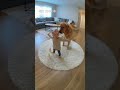 This tiny bodyguard bravely blocked a huge dog to save a little chick! 👶❤️🐥🐶
