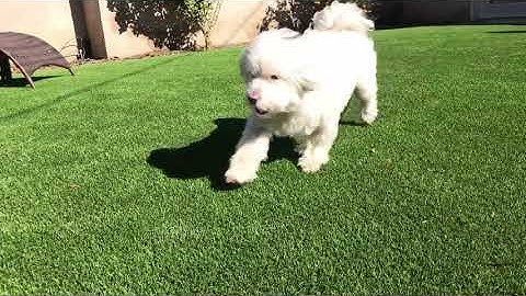 Vivo Designs - Smart Turf Microban Video