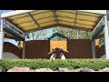 Auto Motion よさこいと踊りのフェスティバルin寺泊