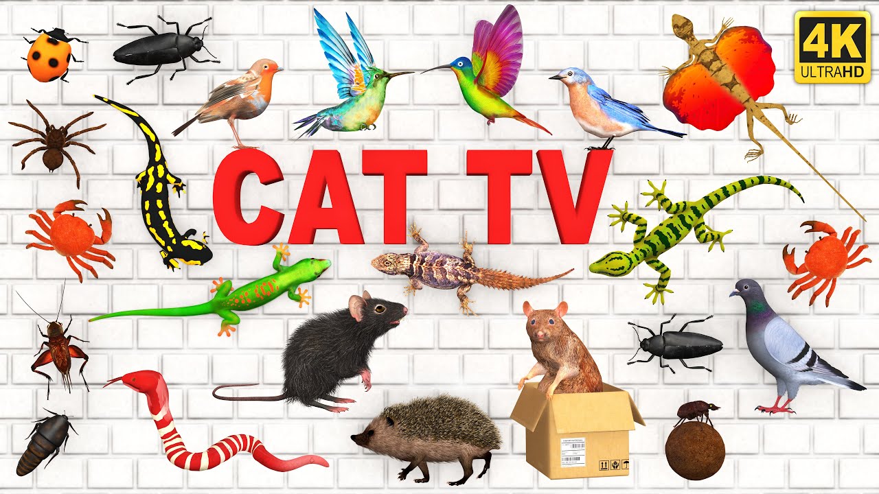 3d TV for Cats | Ultimate Entertainment Video for Cats to Watch | Best Game For Feline Friends🐱