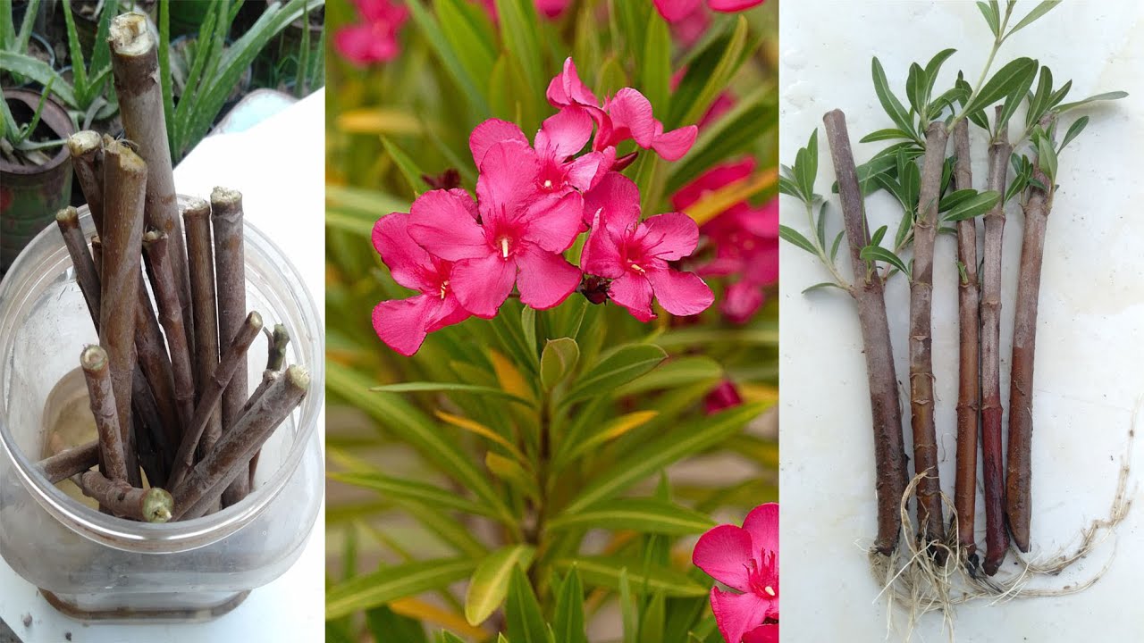 Download Oleander flower cutting for new plants - YouTube