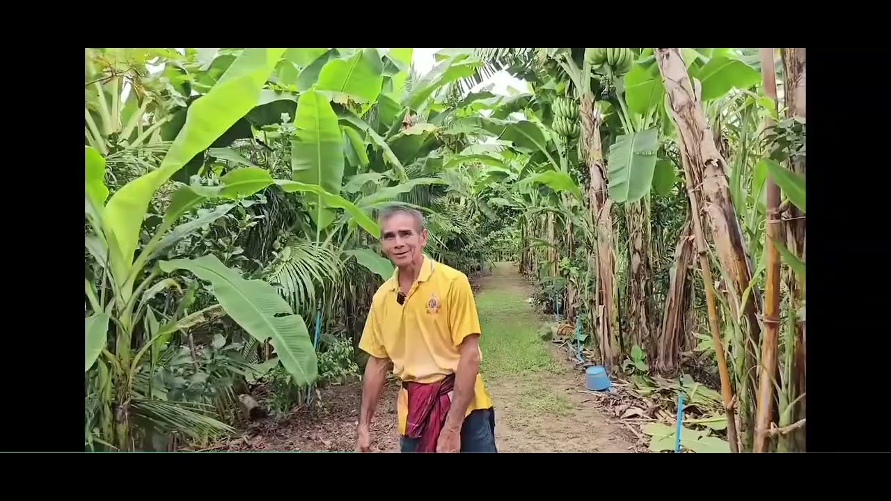 #เกษตรผสมผสานสร้างรายได้ทุกตารางวา#ขอบคุณช่องเกษตรอีสานยุคใหม่