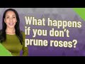 What happens if you don't prune roses?