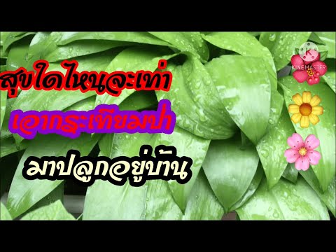 กระเทียมป่ามาปลูกบ้าน