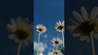'Elevate Your Flower Photography Skills' ๐ธ #shorts #clickpic #photography #flowers 'Elevate Your Flower Photography Skills' ๐ธ #shorts #clickpic #photography #flowers