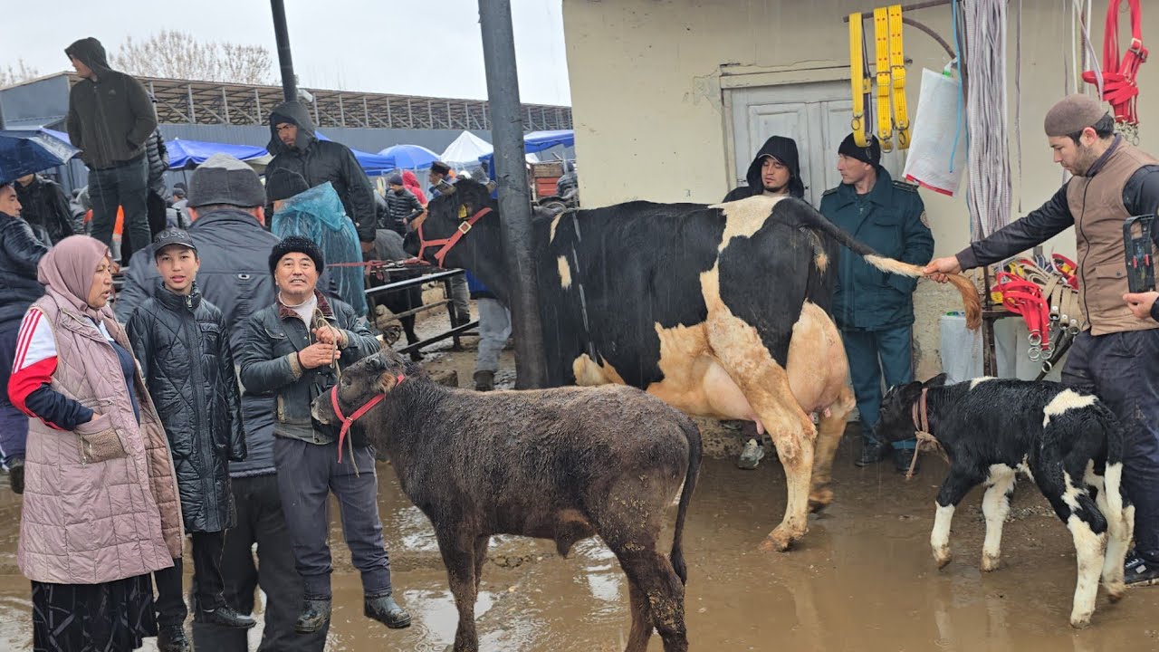 SHAHRIXON BOZORI YOSH BUQACHA VA HONAJINLAR NARXLARI 10 марта 2026 г. 