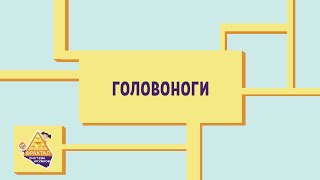 картинка: Головоноги