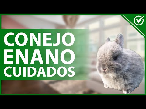 Video: Cuidado del conejo enano: ¿qué necesita un conejo enano?