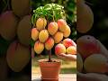 Technique for grafting mango trees with ripe bananas to produce more fruit. 100%yield #grow #mango
