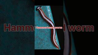 Hammerhead worm #history #story #hammerheadworm