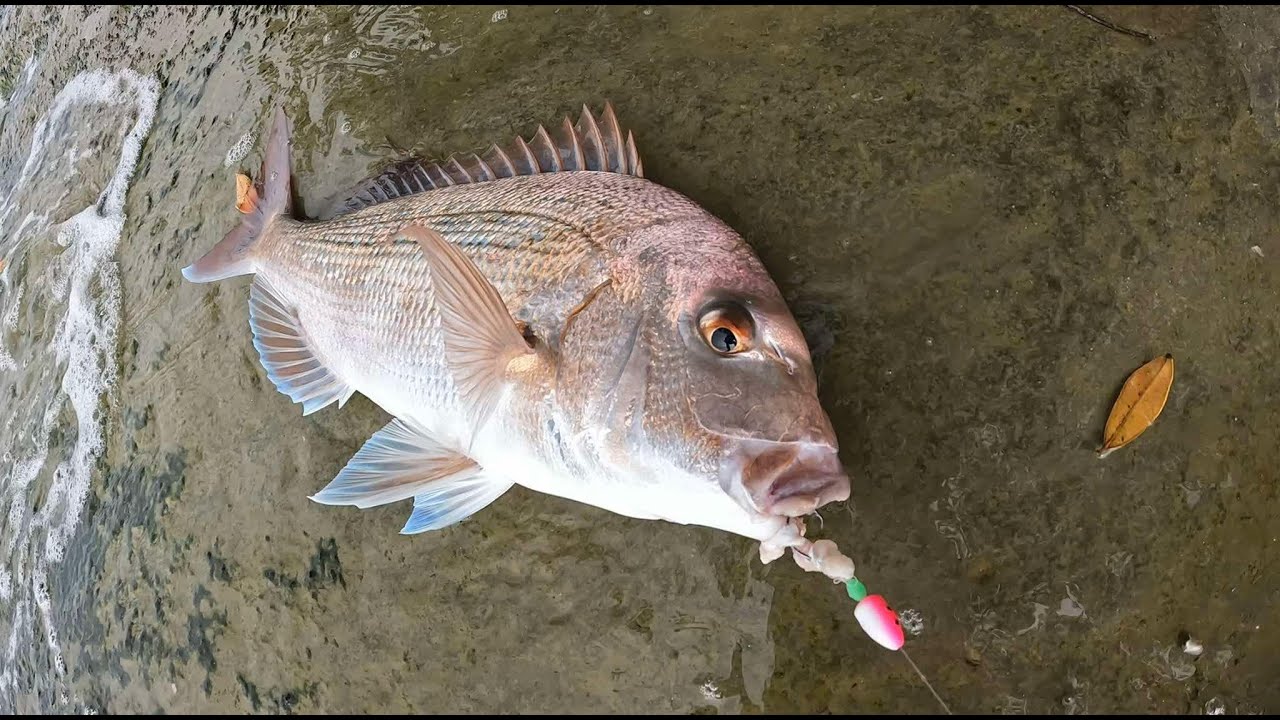 Rock Fishing For Harbour Snapper - Auckland