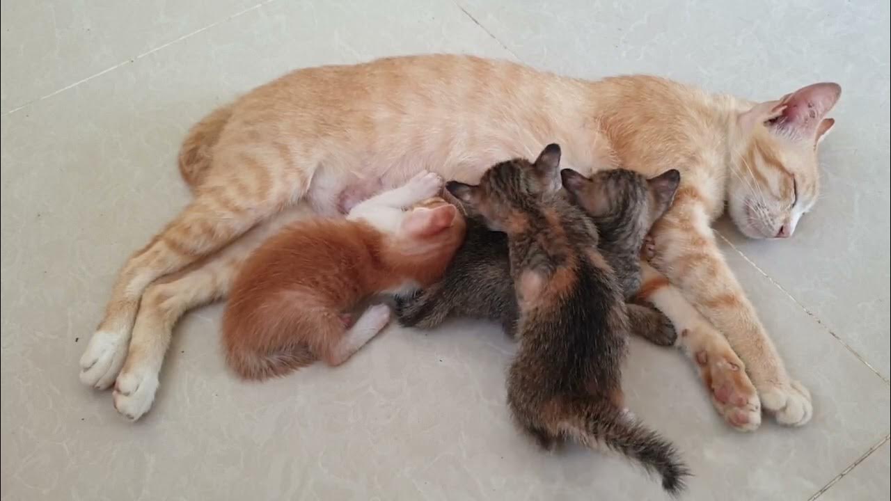 Tiny Kitten Pudding is crying, Beautiful kittens kittens Ep4 YouTube