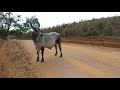 Soltando as Vacas do Aurélio e Levando as do Gilmar pro Pasto pela Estrada Afora após a Ordenha.