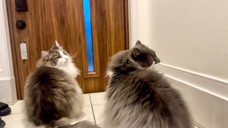 A cat who loves delivery services so much won't leave the front door 【Norwegian Forest Cat】