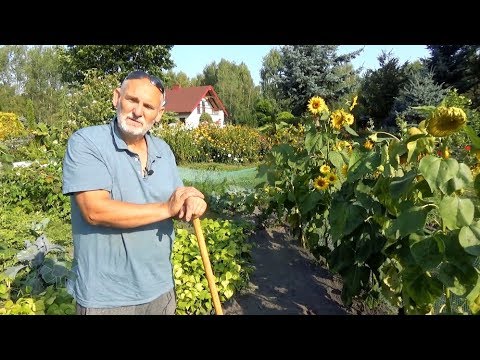 Wideo: Owies Jako Zielony Nawóz: Jak Siać Jesienią I Wiosną? Zalety I Wady, Korzyści I Szkody. Czy Mogę Sadzić Przed Zimą?