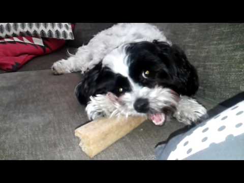 Video: Kan Hundar äta Mandlar?