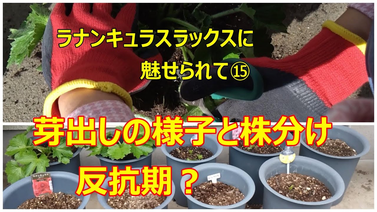 2025ラナンキュラスラックスに魅せられて⑮ 芽出しの様子と株分け 反抗
