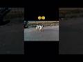 wait for end 🔚 doge rock 🐕I am shook 😲 #shorts #xtreme125r #funny #foryou #viral #motovlog #trending
