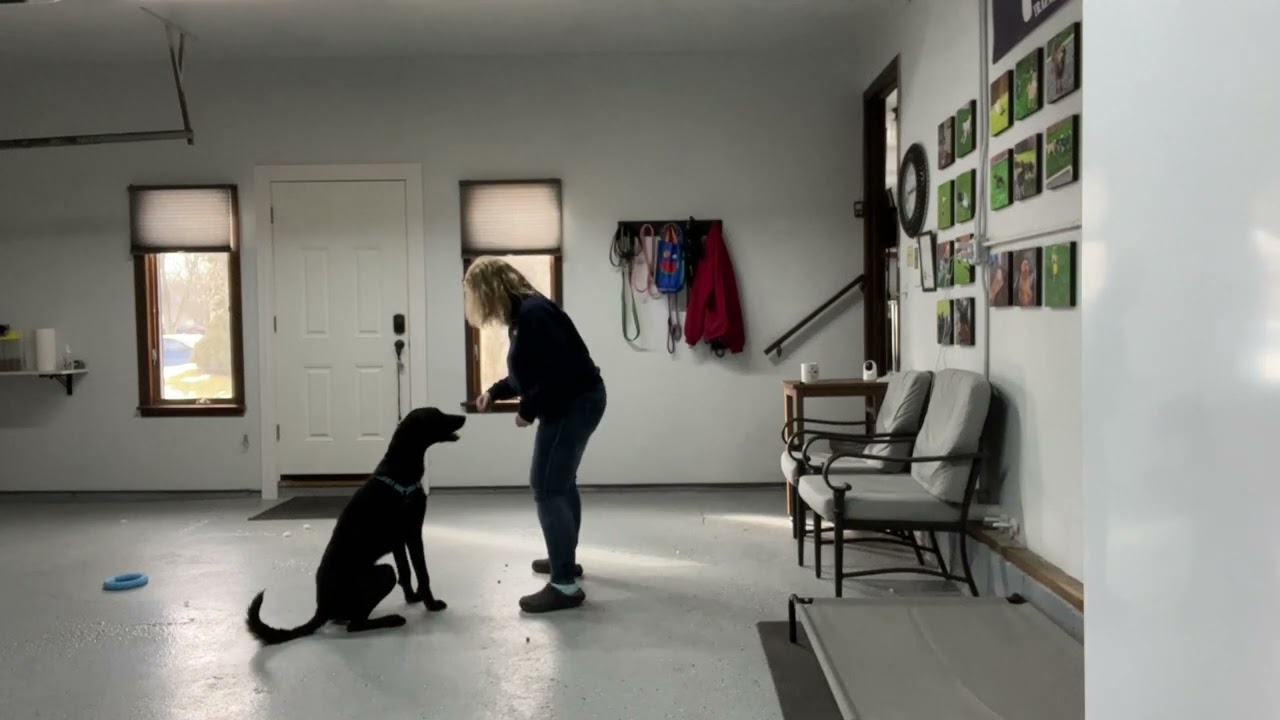 Ozzie’s 2-Week Residency: Mastering "Leave It" & Impulse Control