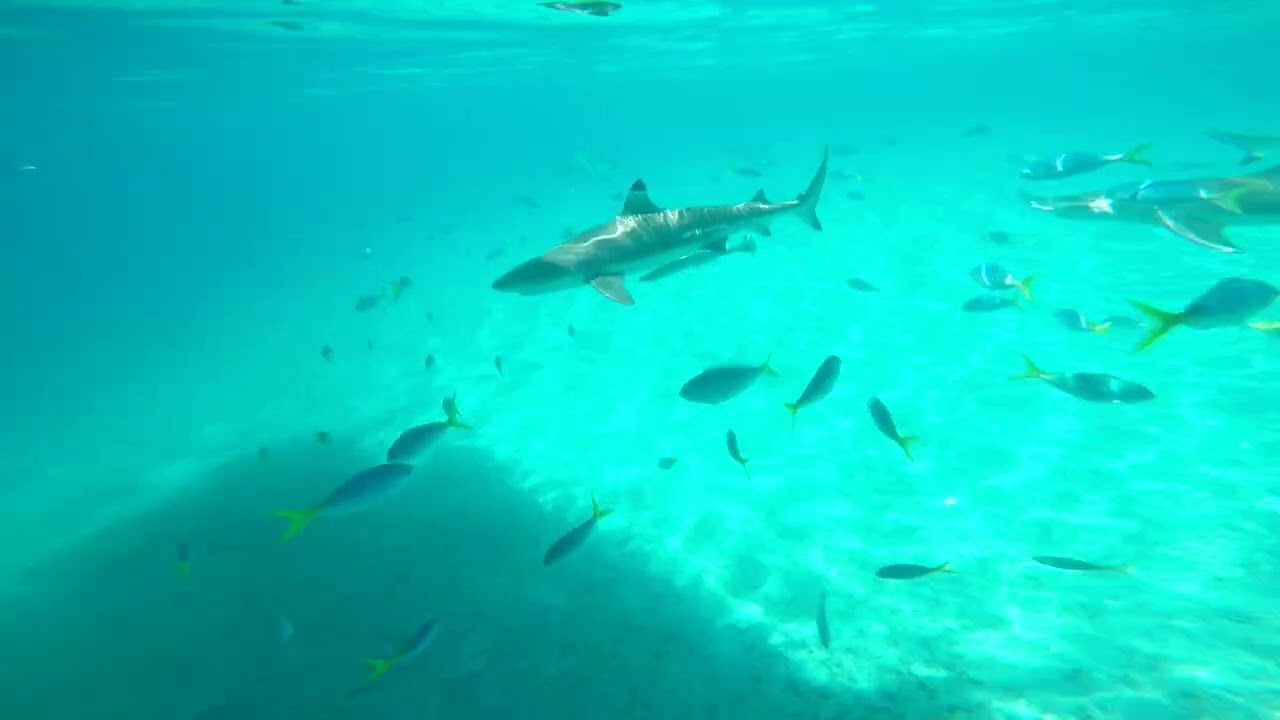 SHARK CITY ,  PALAU