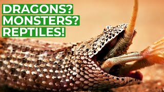 Wildlife  Just Reptiles | Free Documentary Nature