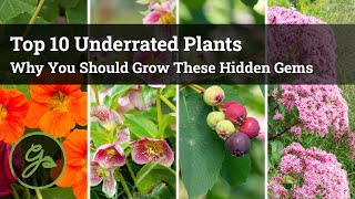 Why You SHOULD Grow These Plants / Top 10 Underrated Hidden Gems by Gardening Know How 7,501 views 4 months ago 8 minutes, 57 seconds