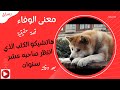 القصة الكاملة للكلب هاتشيكو قصة حقيقية 9 سنين انتظار ومفيش يوم اتأخر فيه Hachiko القصة الكاملة للكلب هاتشيكو قصة حقيقية 9 سنين انتظار ومفيش يوم اتأخر فيه Hachiko