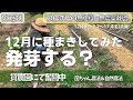 Vlog34 　12月に種まきしてみた　発芽する？　貸農園にて無肥料・無農薬栽培　菌ちゃん農法　自然農法